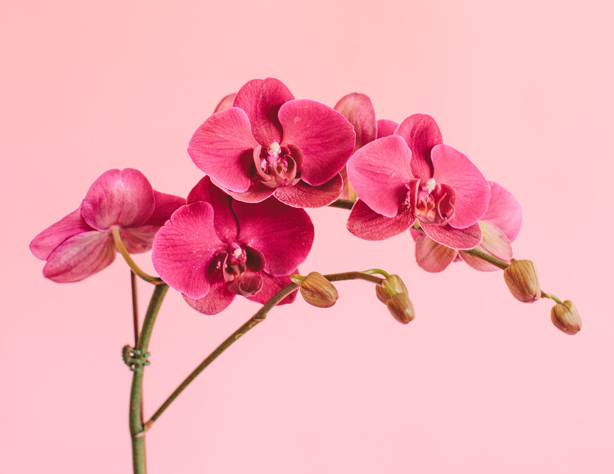 Feature Flower (and Plant) Friday: ORCHID