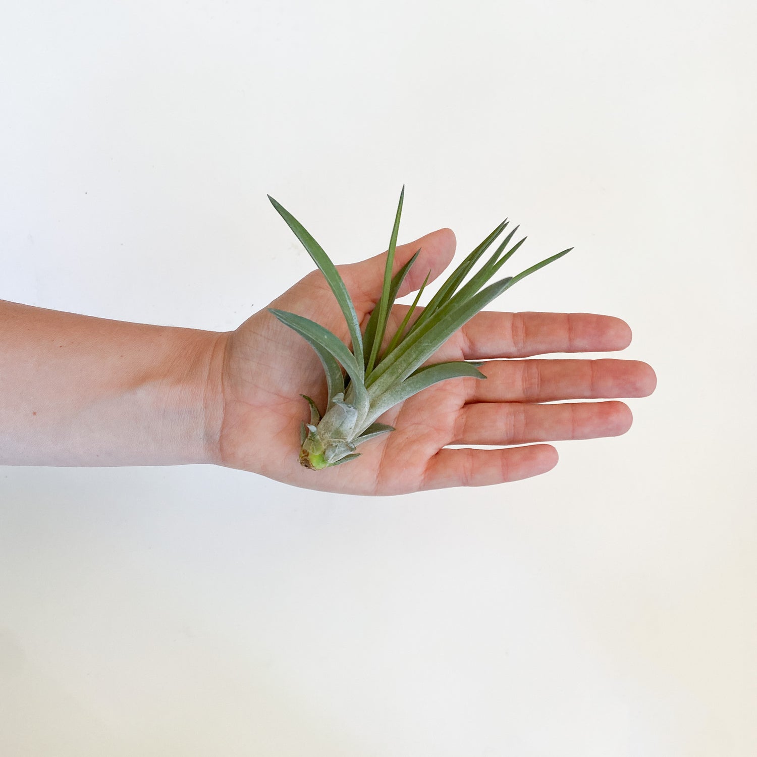 Air Plant