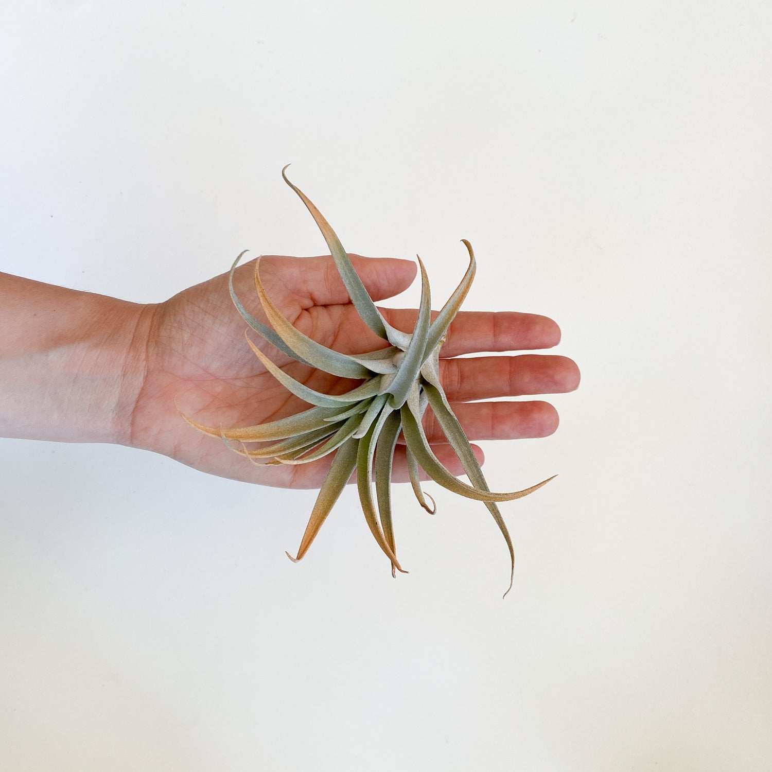 Air Plant