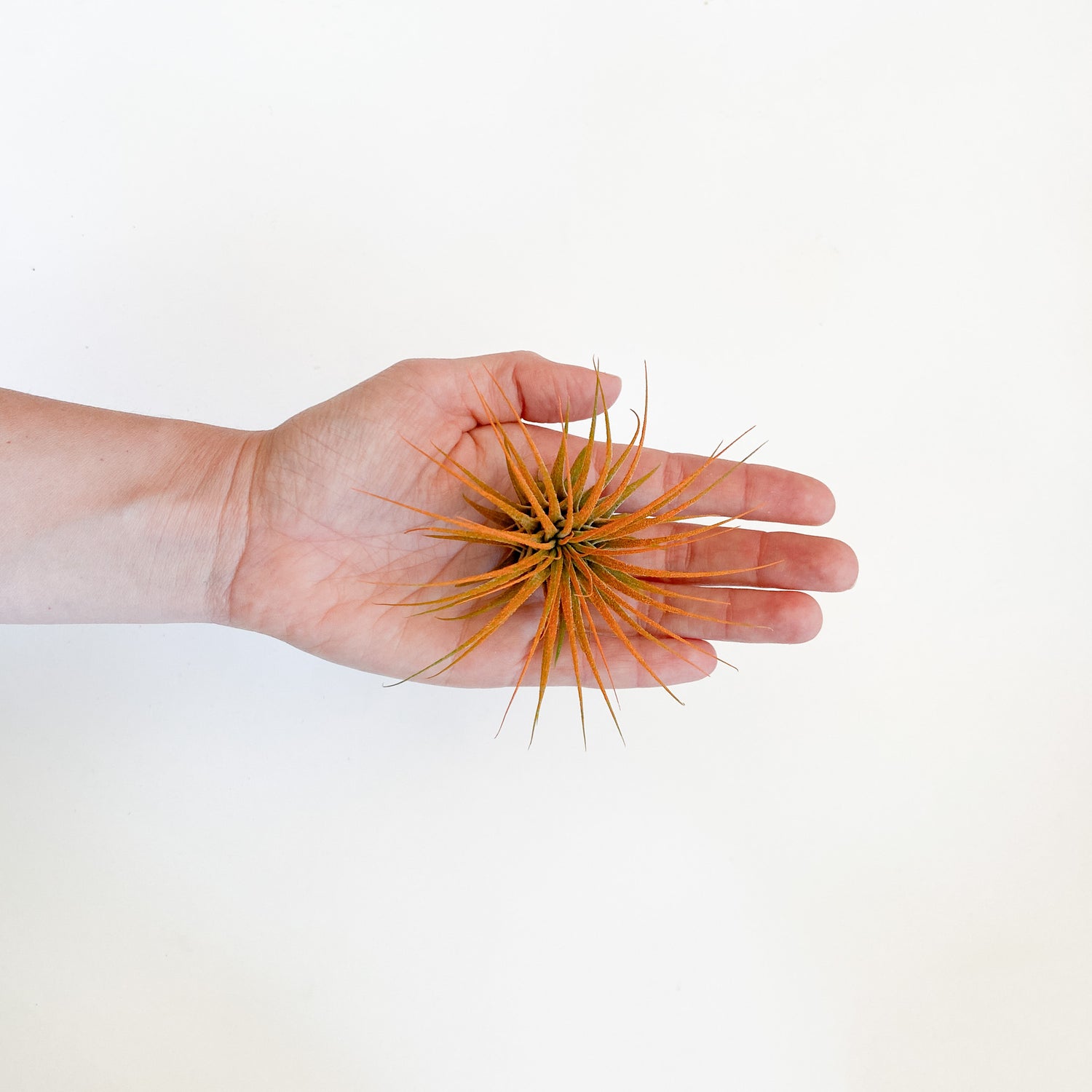 Air Plant