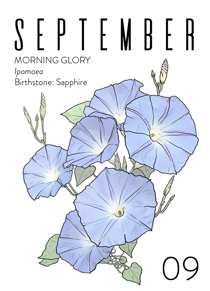 An September birth month card that has artwork of Morning Glories on it and also lists the birth month gemstone.