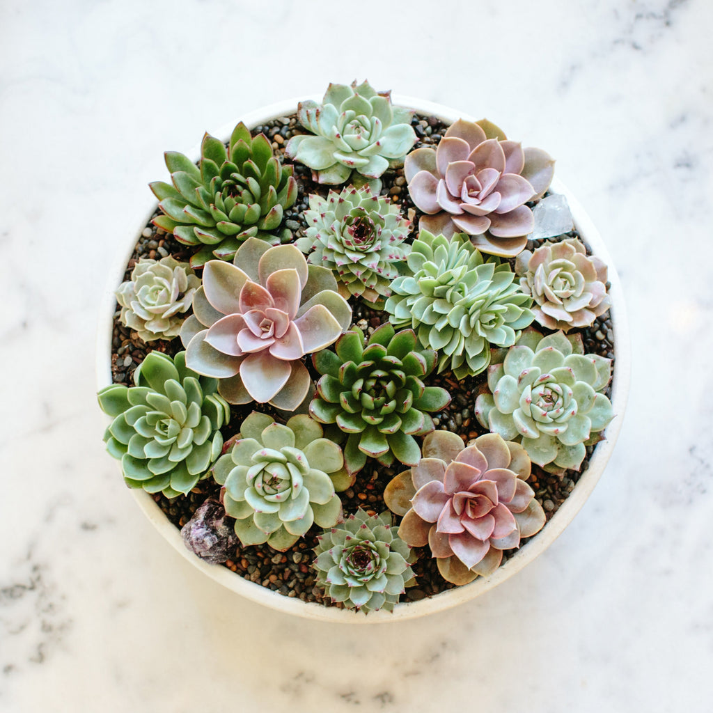 a circular, white planter with succulents in it, sitting on a marble surface