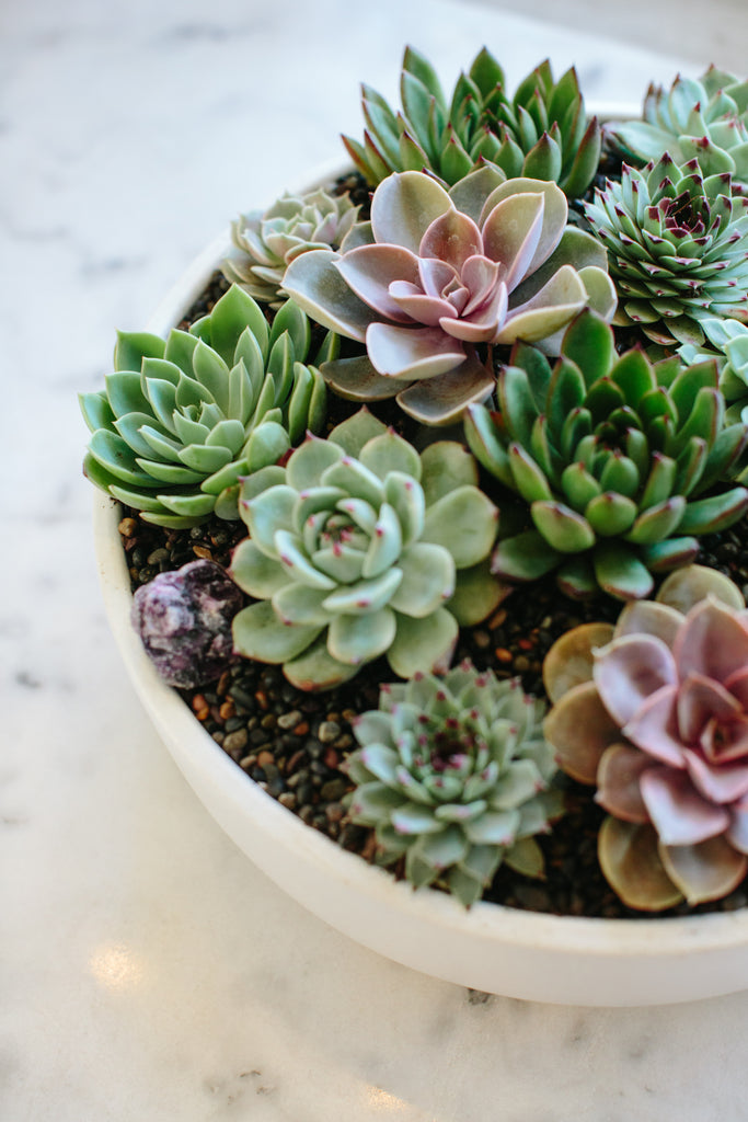 Closeup of a circular, white planter with succulents in it, sitting on a marble surface
