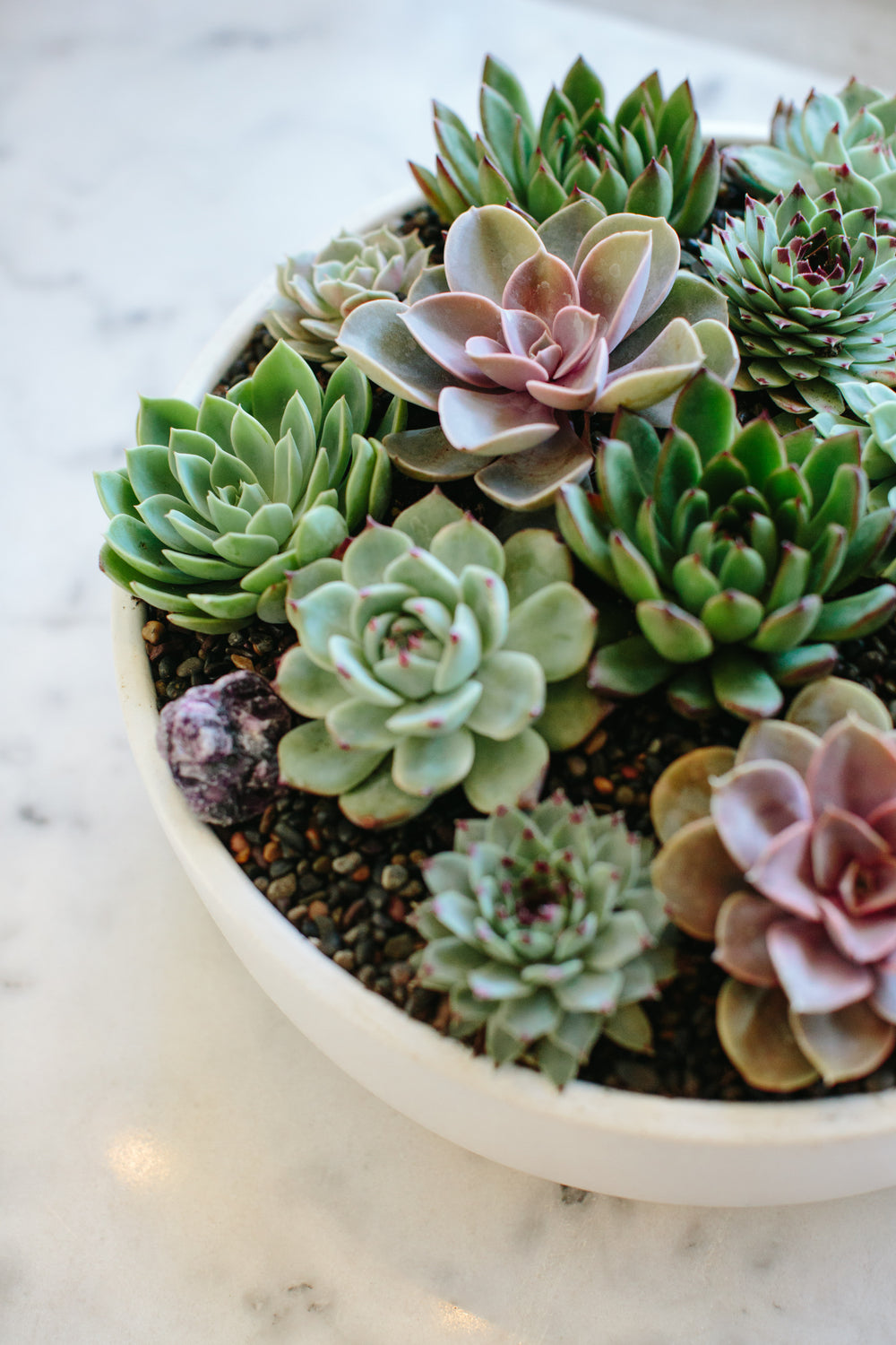 Closeup of a circular, white planter with succulents in it, sitting on a marble surface