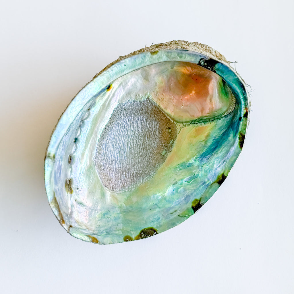 Close-up of a colorful abalone shell on a white background