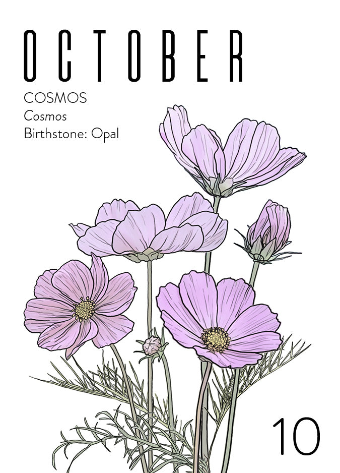 An October birth month card that has artwork of Cosmos flowers on it and also lists the birth month gemstone.