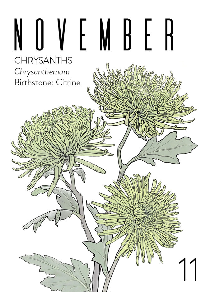 An November birth month card that has artwork of chrysanthemums on it and also lists the birth month gemstone.
