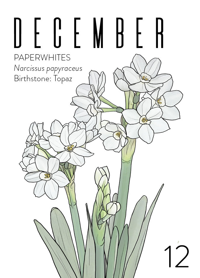 An December birth month card that has artwork of Paperwhite Narcissus Flowers on it and also lists the birth month gemstone.