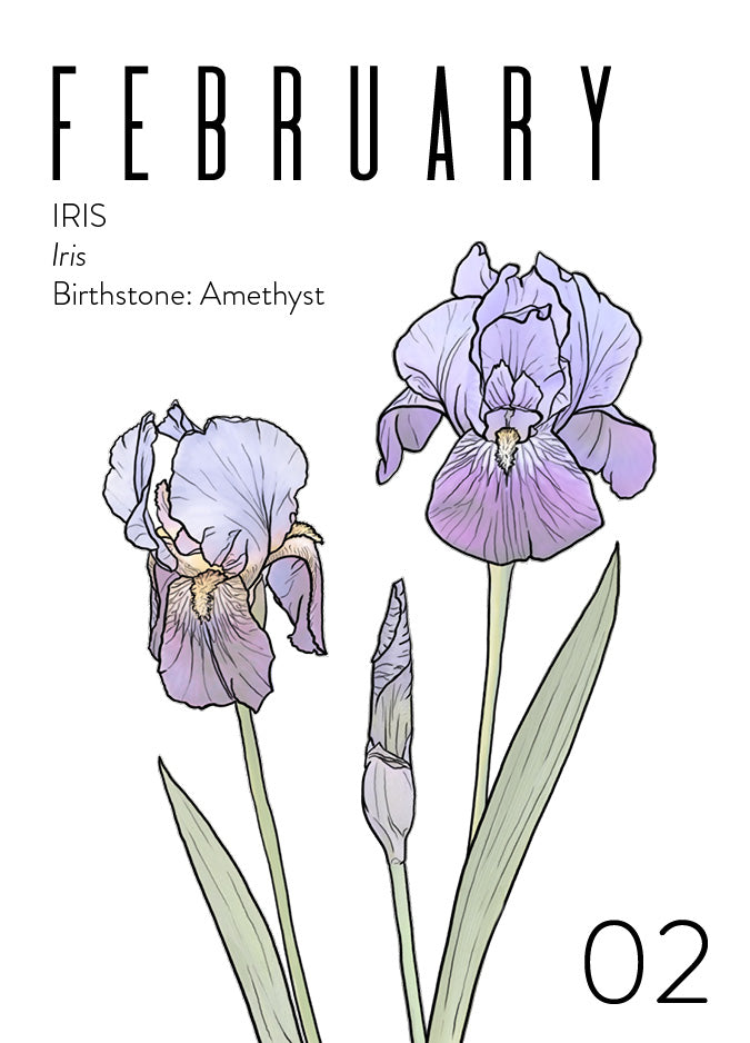 A February birth month card that has artwork of iris on it and also lists the birth month gemstone.