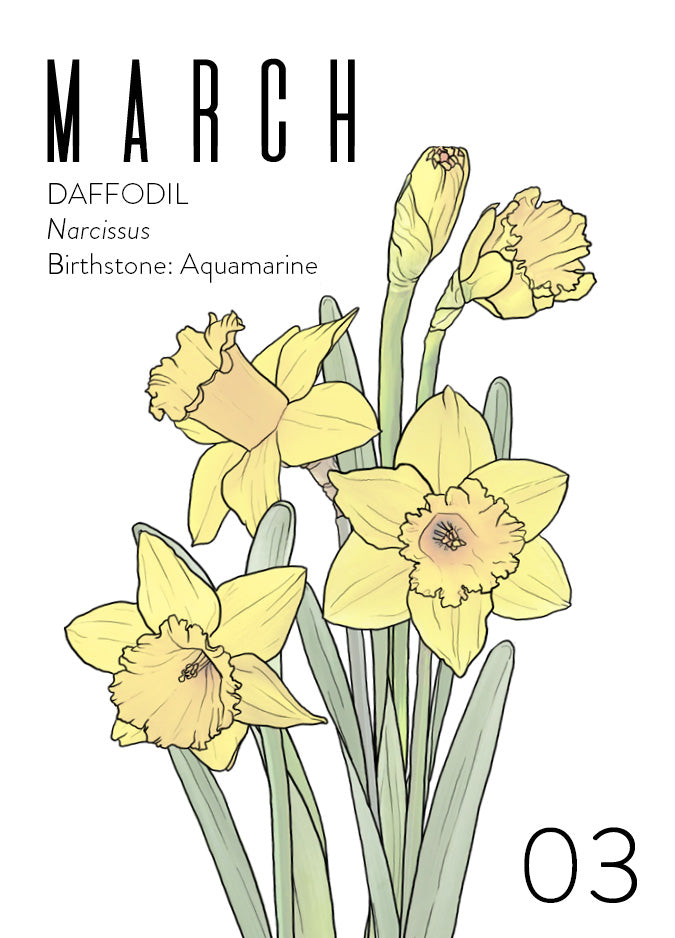 A March birth month card that has artwork of daffodils on it and also lists the birth month gemstone.
