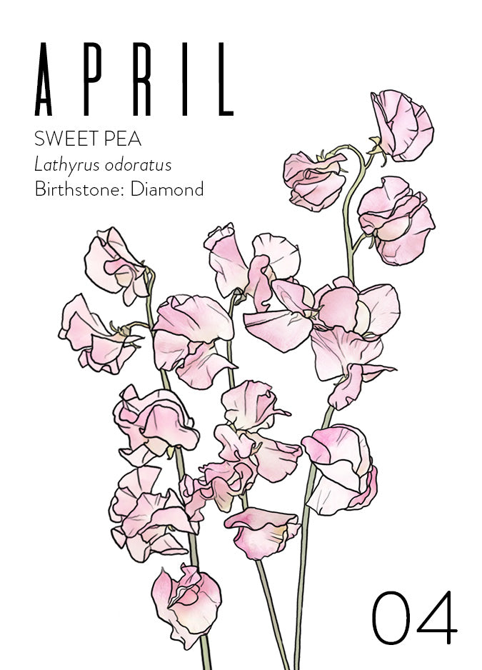 An April birth month card that has artwork of sweet peas on it and also lists the birth month gemstone.