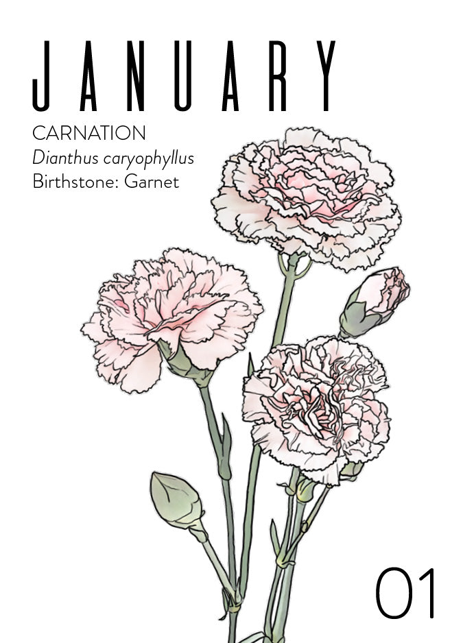 A January birth month card that has artwork of carnations on it and also list the birth month gemstone.