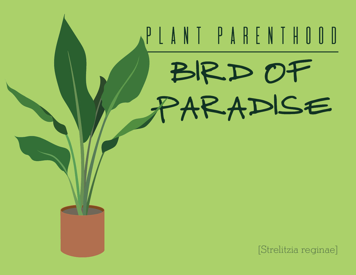 Plant Parenthood: Bird of Paradise