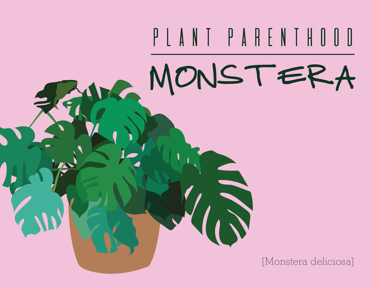 Plant Parenthood: Monstera