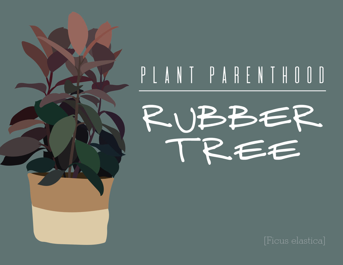 Plant Parenthood: Rubber Tree