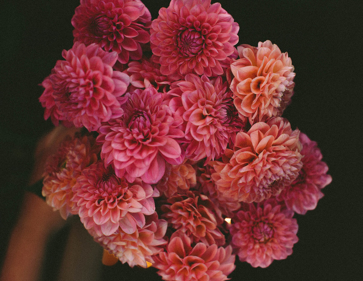 Featured Flower Friday: DAHLIA