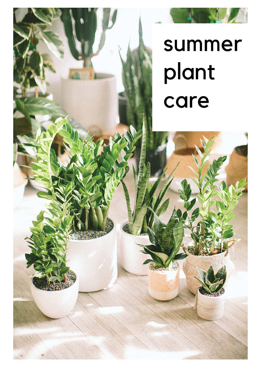 Summer Plant Care