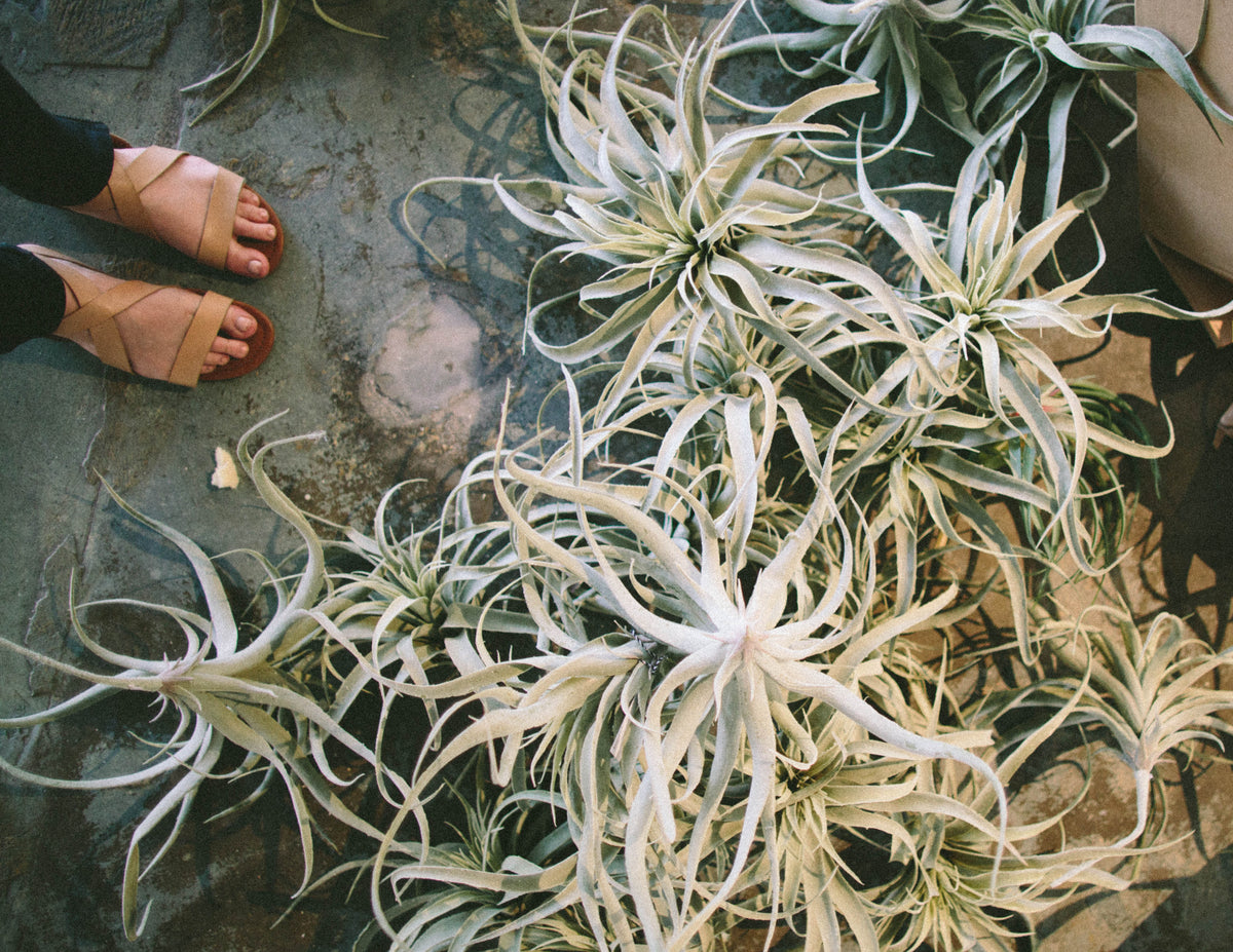 Love is in the air for Tillandsia!