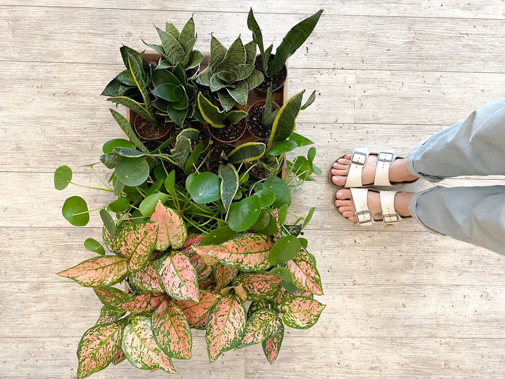 Common Houseplant Mistakes