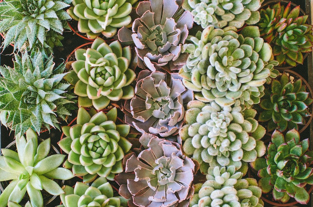 Succulents for Daaaaays