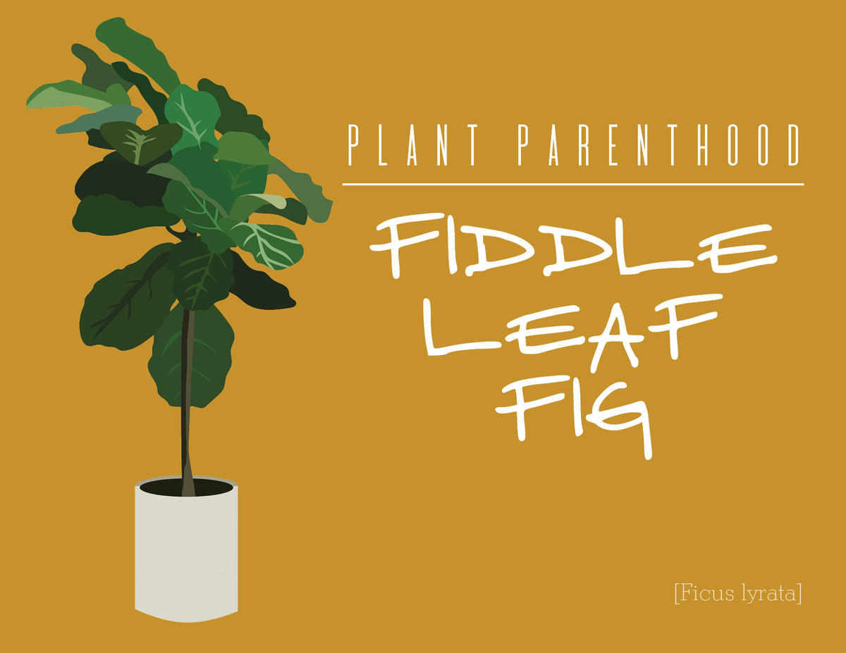 Plant Parenthood: Fiddle Leaf Fig