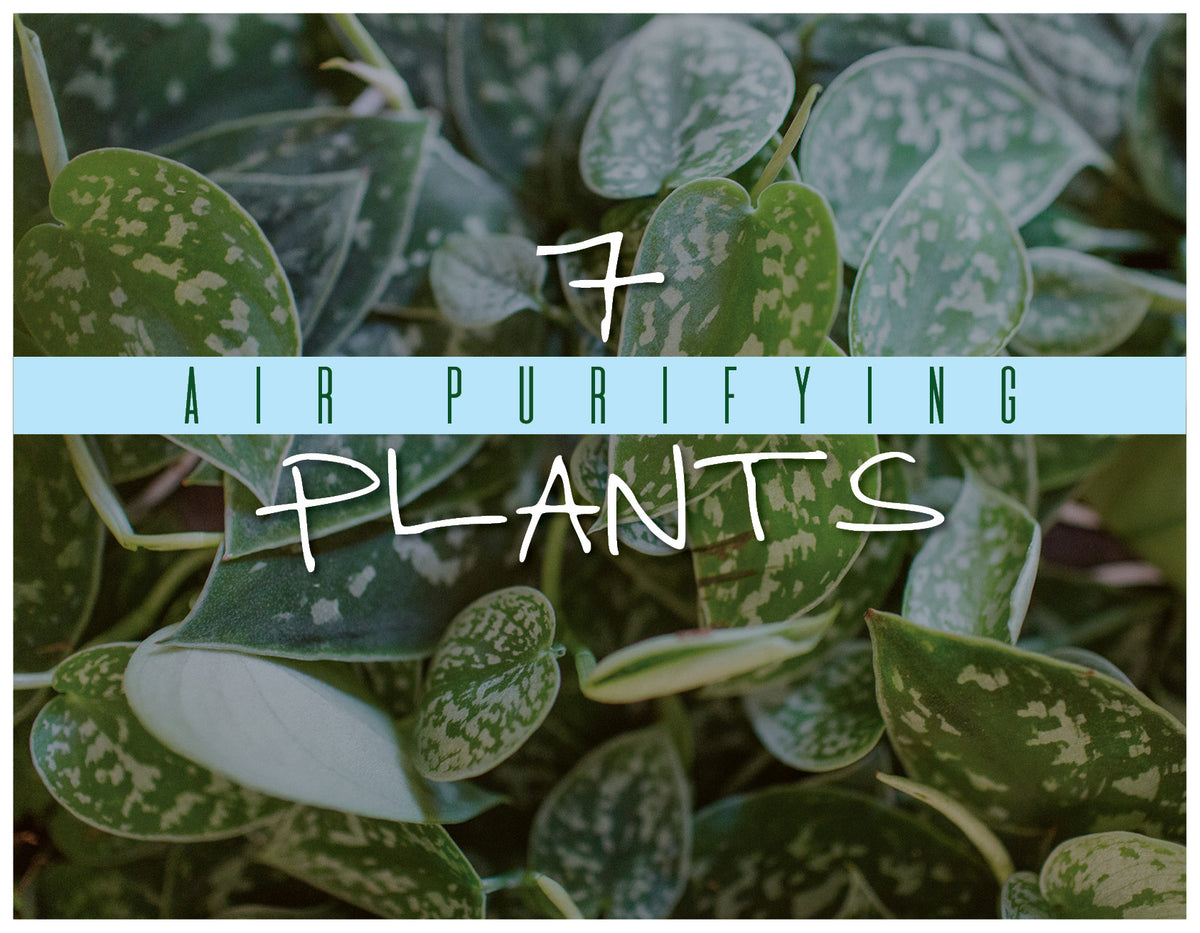 Air Purifying Plants: The Superheros of Your Home