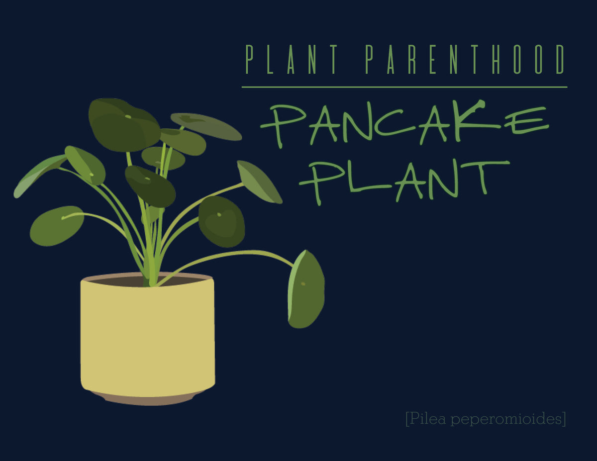 Plant Parenthood: Pancake Plant