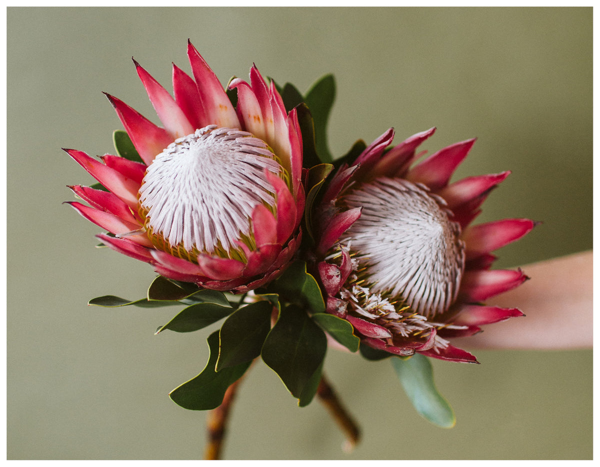 Feature Flower Friday: PROTEA
