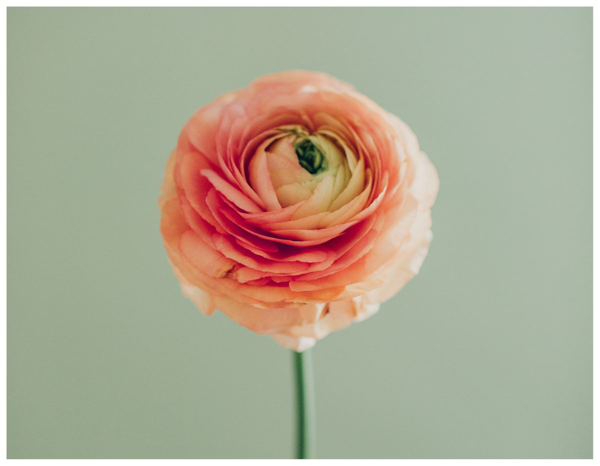 Featured Flower Friday: RANUNCULUS