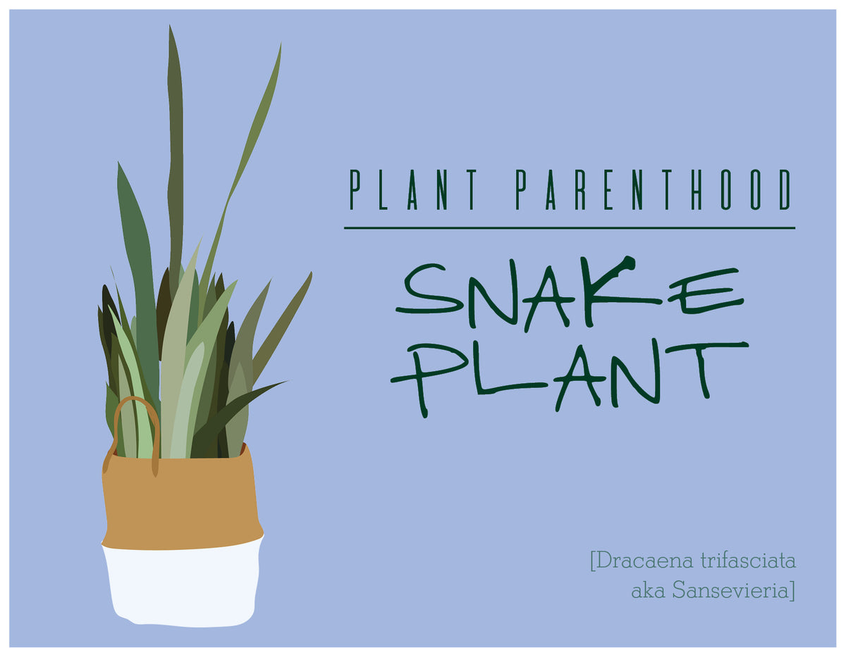 Plant Parenthood: Snake Plant