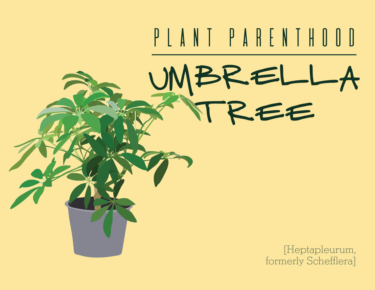 Plant Parenthood: Umbrella Tree