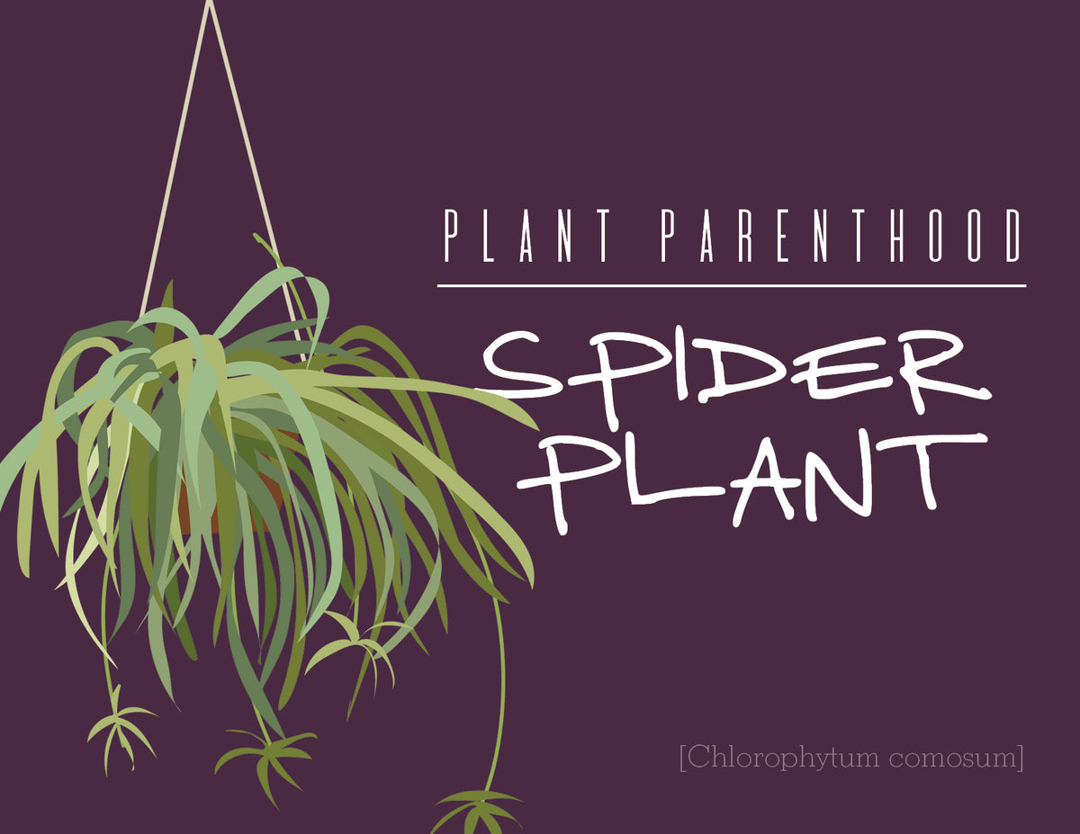 Plant Parenthood: Spider Plant