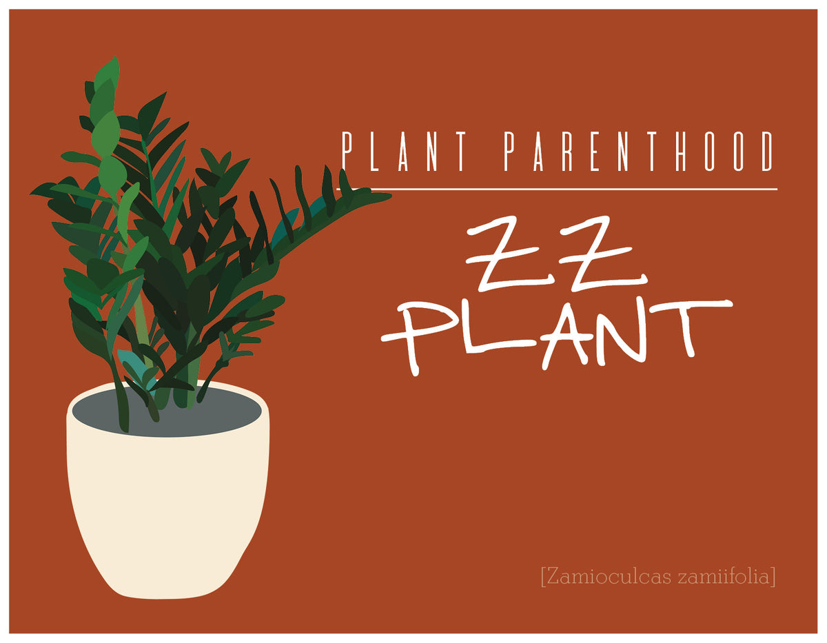 Plant Parenthood: ZZ Plant