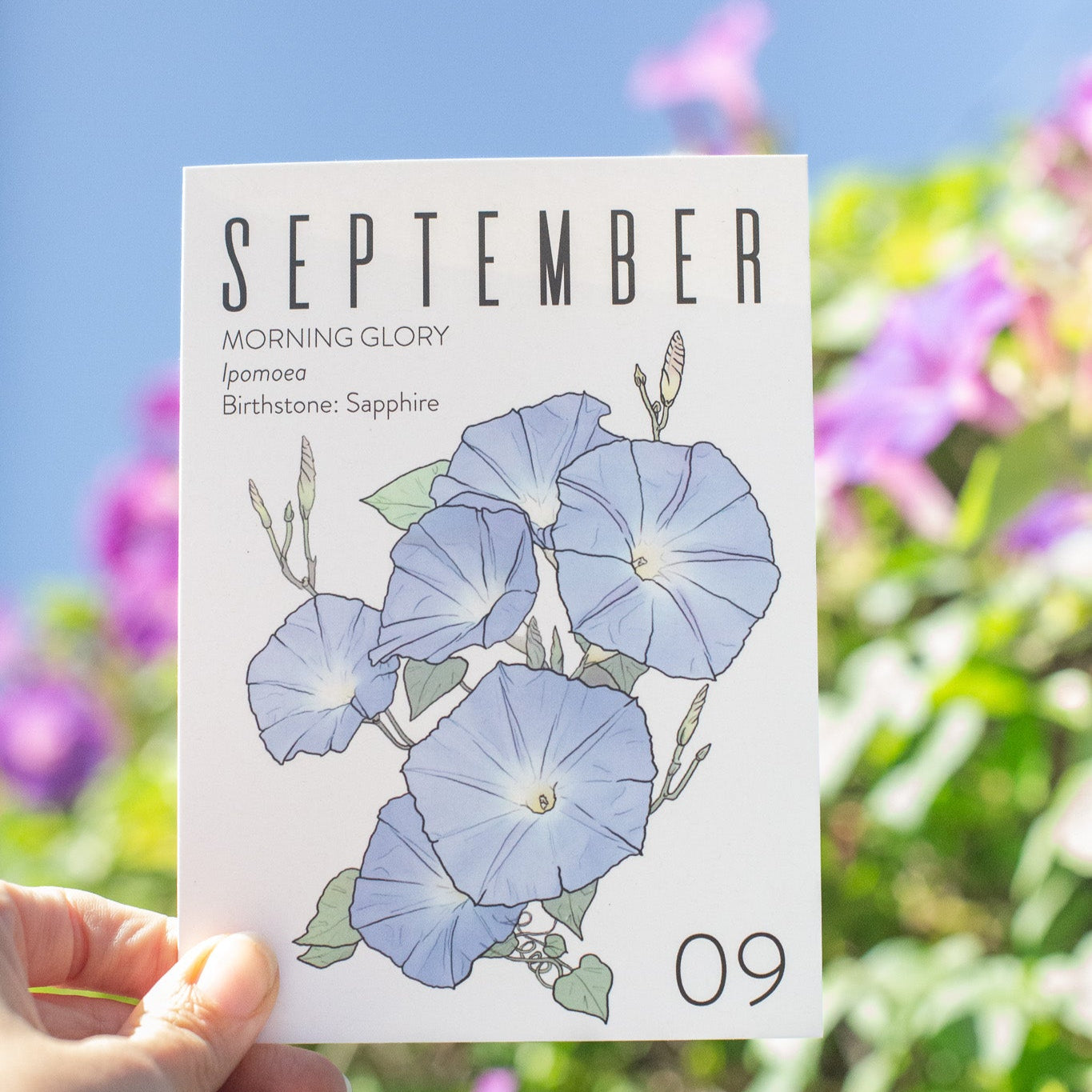 Card with blue morning glory flowers and 'September' text held in front of a trellis of morning glory flowers