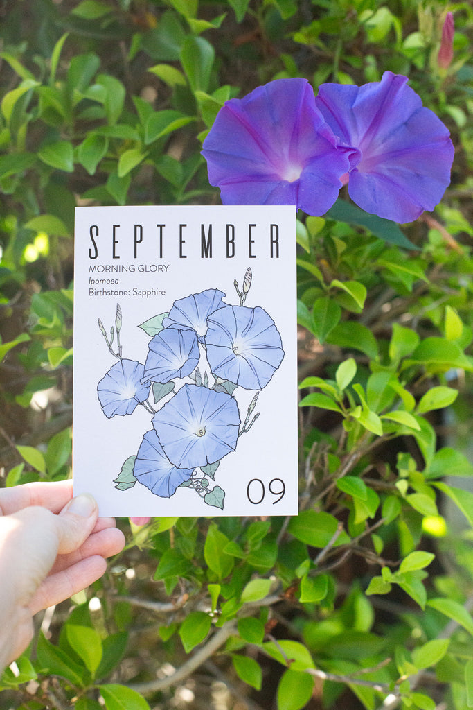 Greeting Card: September Birth Month Flower