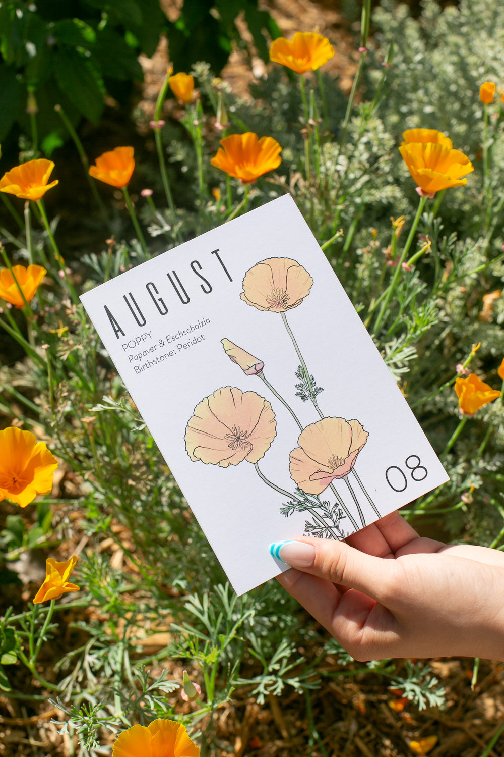 Hand holding a August birth month greeting card with illustrated California poppies on a white background. Behind are live poppy plants.