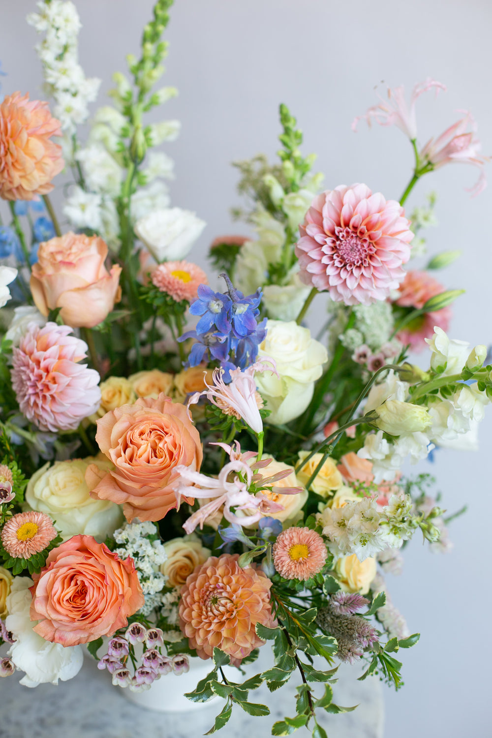 Dahlia Delight