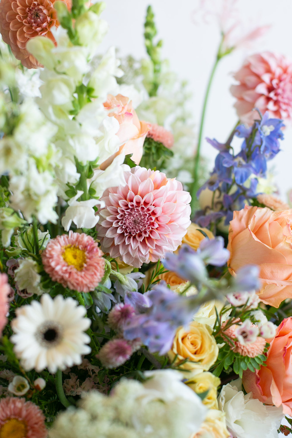 Dahlia Delight
