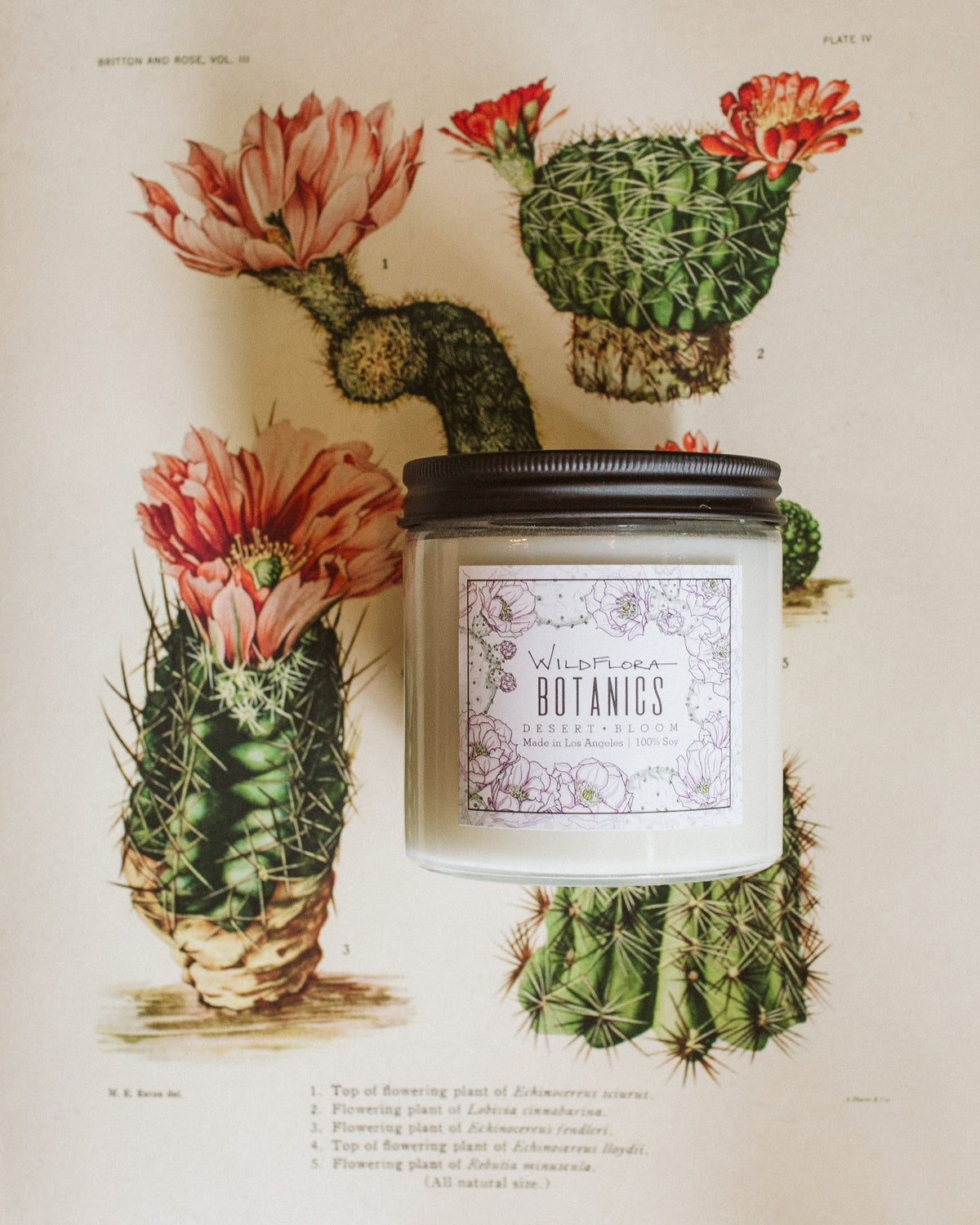 Candle labeled 'WildFlora Botanics' with illustrations of cacti on a vintage-style background