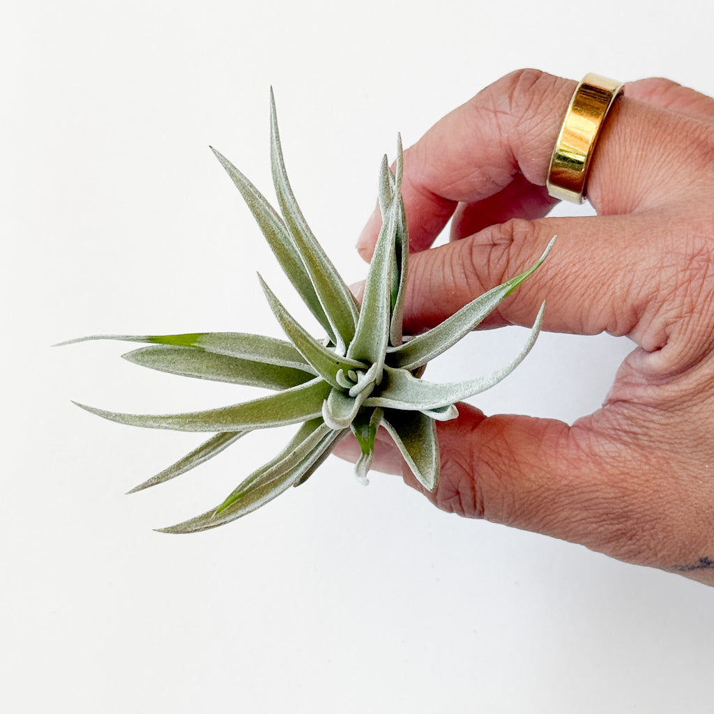 Air Plant