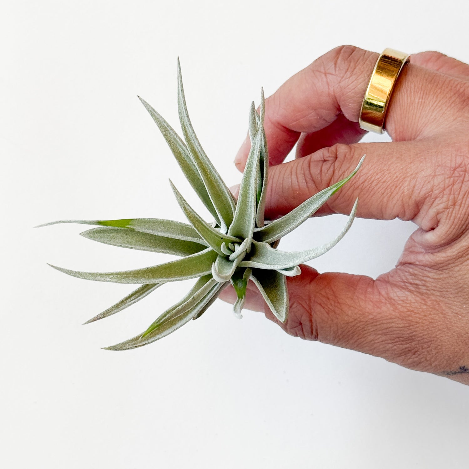 Air Plant