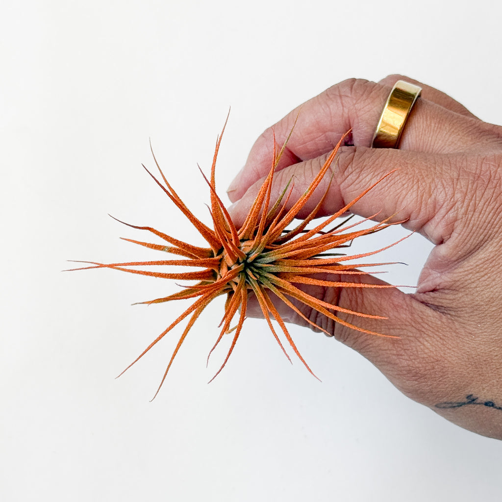 Air Plant
