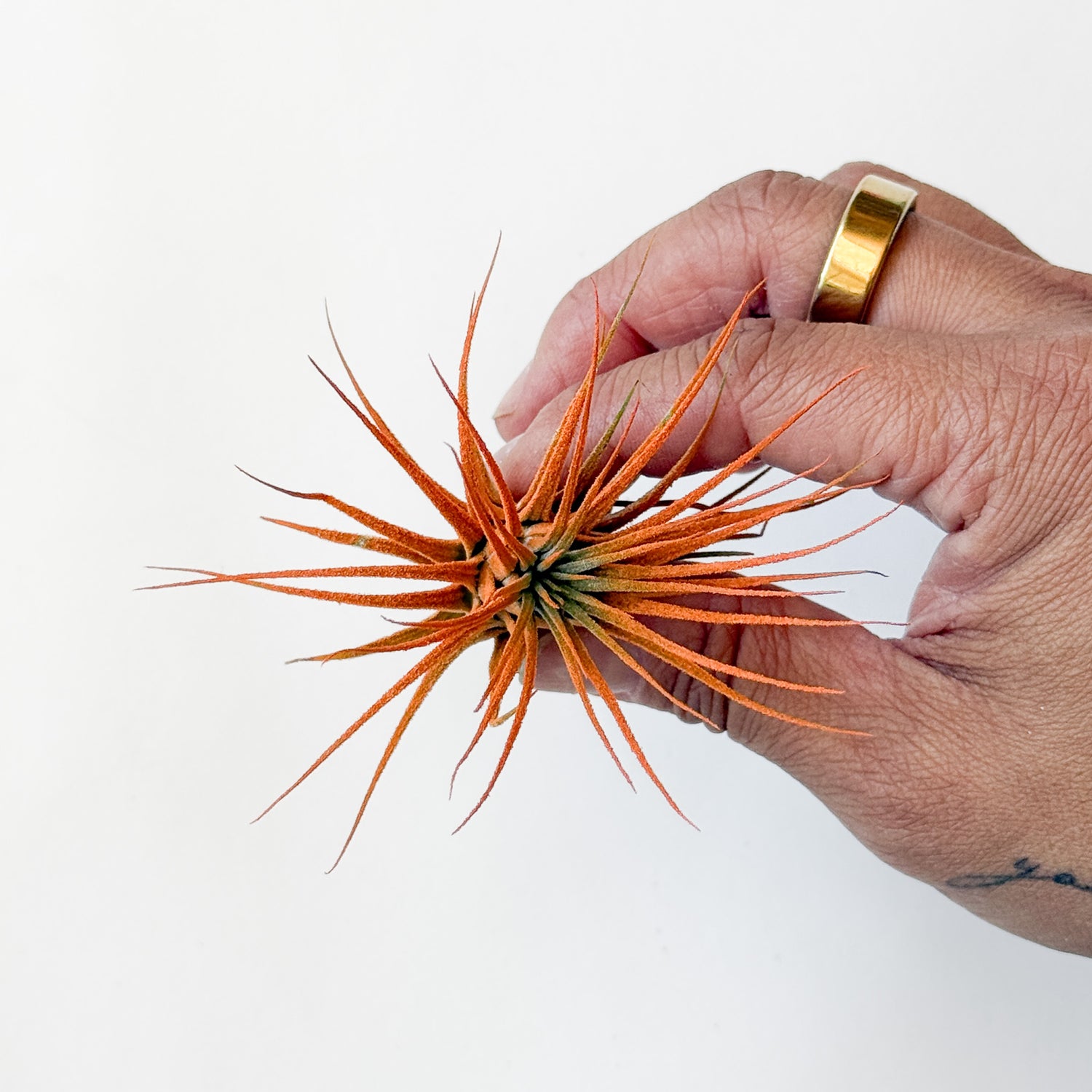 Air Plant