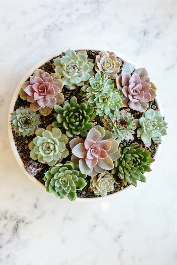 Closeup of a circular, white planter with succulents in it, sitting on a marble surface