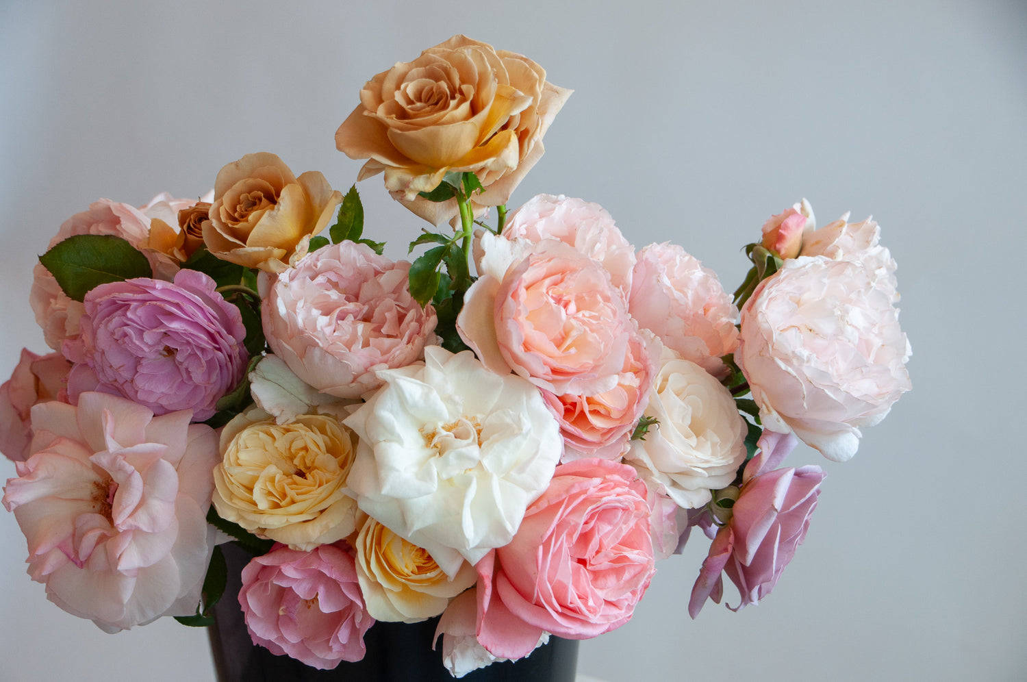 A bunch of organic roses in a black bucket in front of a white backdrop. It's filled with pink, yellow, lavender, and and peach roses, including multiple varieties.