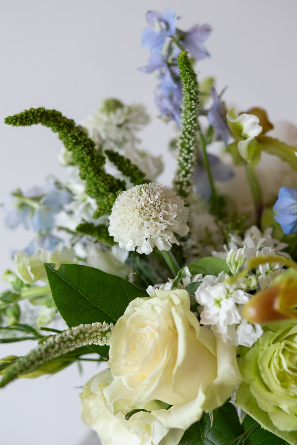 closeup of a white scabiosa flower with other white and blue flowers