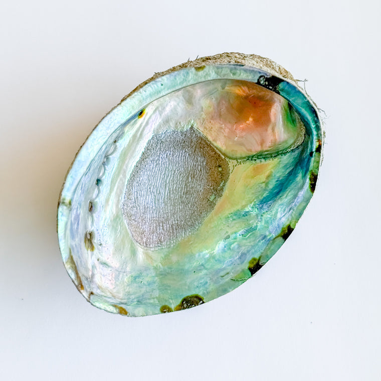 Abalone Shell