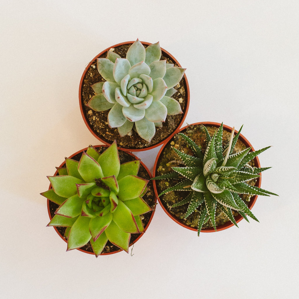 single succulent plants Succulent – WildFlora
