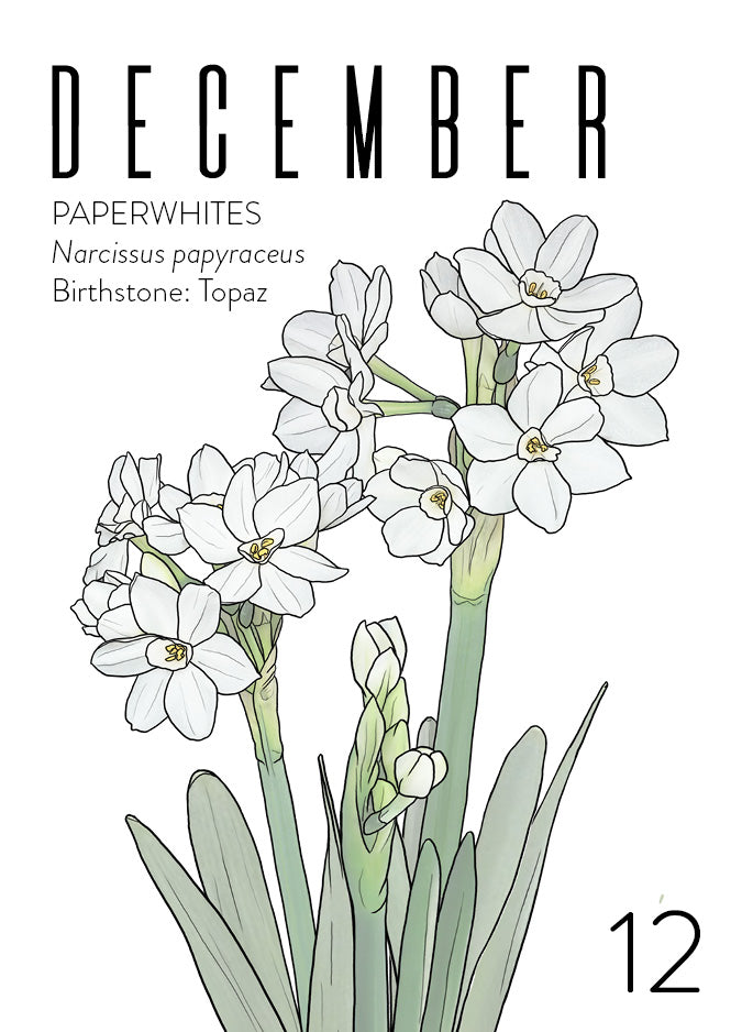 Greeting Card: December Birth Month Flower